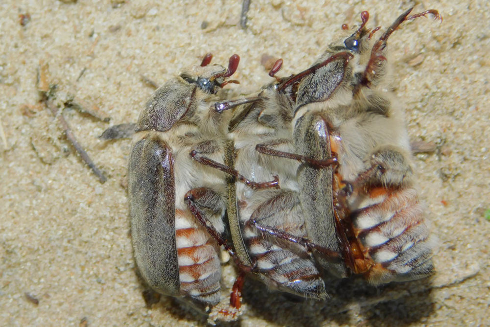 Anoxia pilosa - pusztai cserebogár