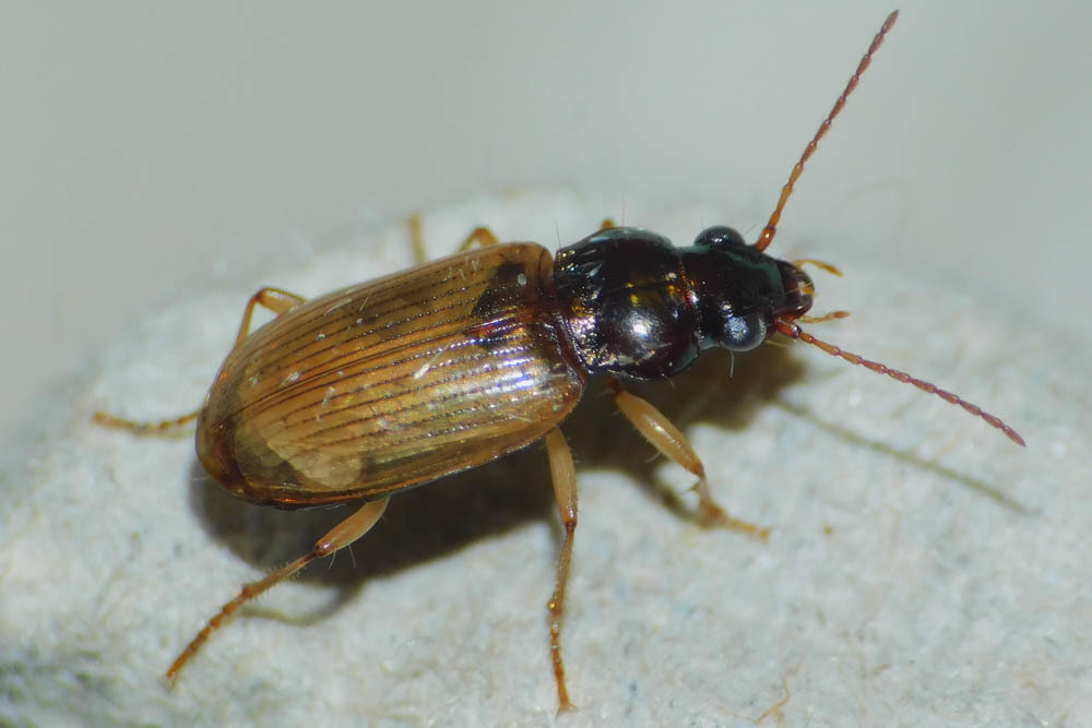 Pogonus luridipennis - pompás székifutonc