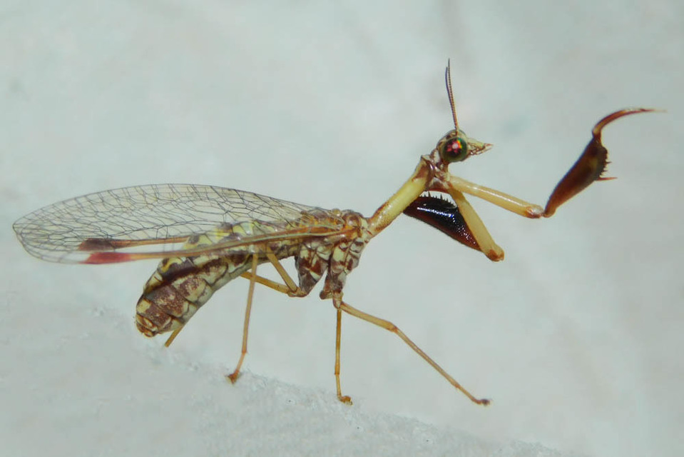 Mantispa styriaca - kétszínű fogólábú-fátyolka