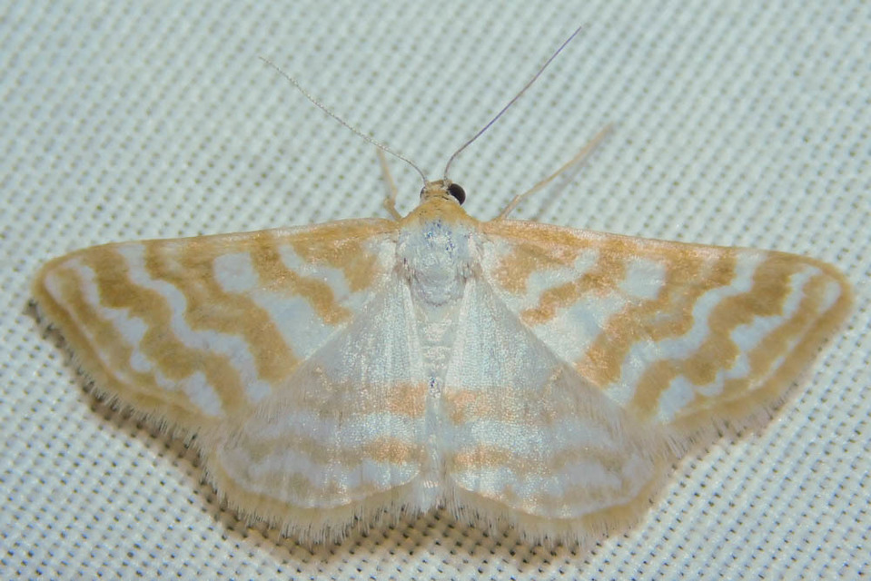 Idaea sericeata - selymes sávosaraszoló