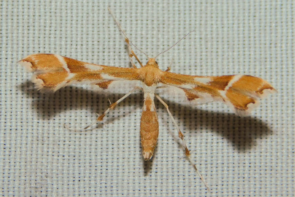 Cnaemidophorus rhododactyla - rózsabogyó-tollasmoly