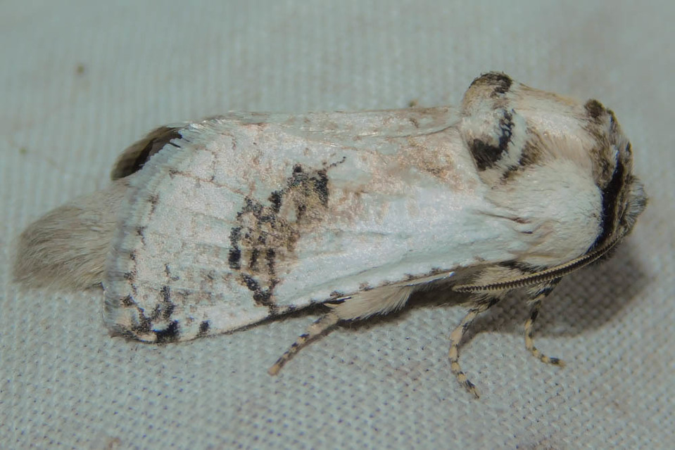 Parahypopta caestrum - spárgalepke