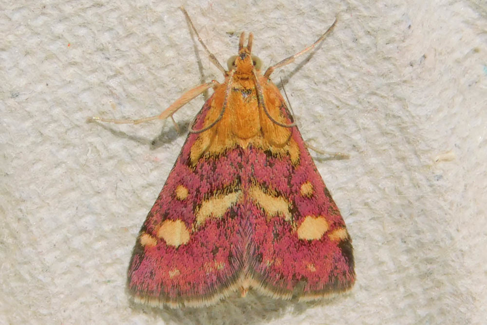 Pyrausta purpuralis - közönséges bíbormoly