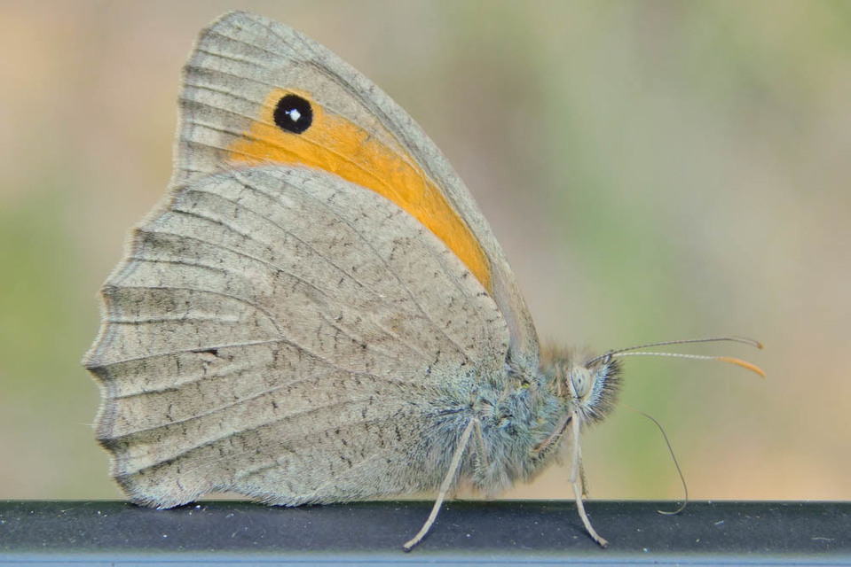 Hyponephele lupina - homoki ökörszemlepke