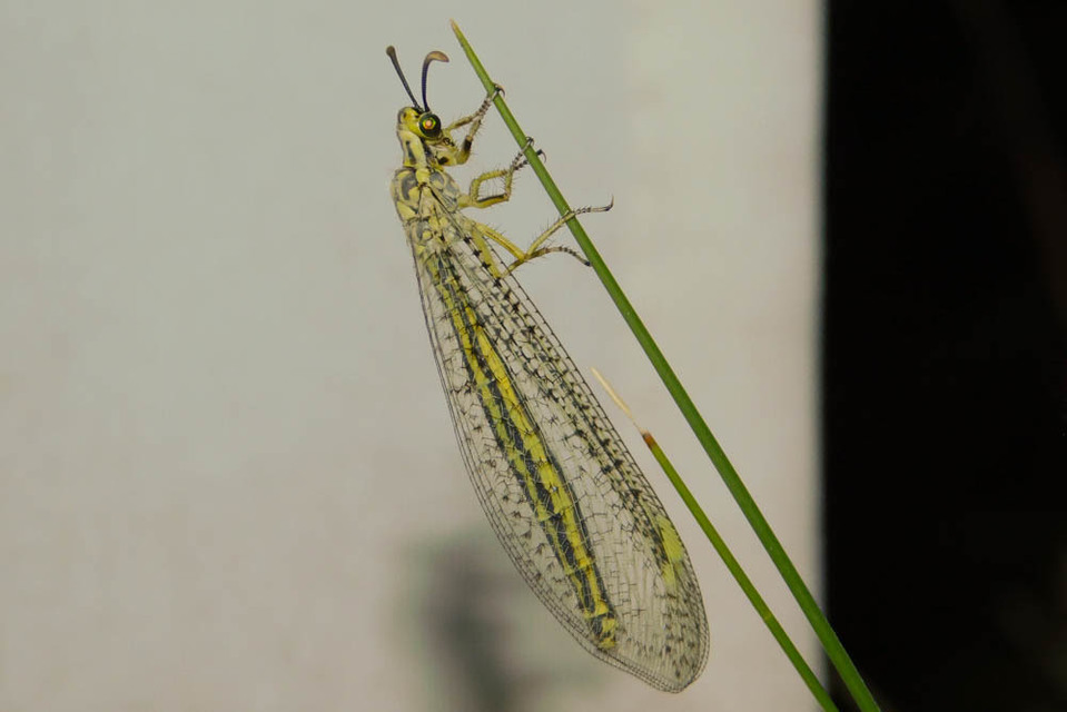 Myrmecaelurus punctulatus - pontozott hangyaleső