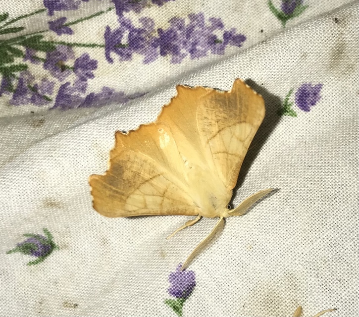 Ennomos fuscantaria - kőris-levélaraszoló