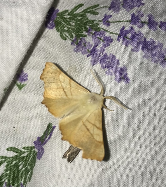 Ennomos fuscantaria - kőris-levélaraszoló