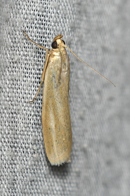 Selagia argyrella - ezüstös karcsúmoly