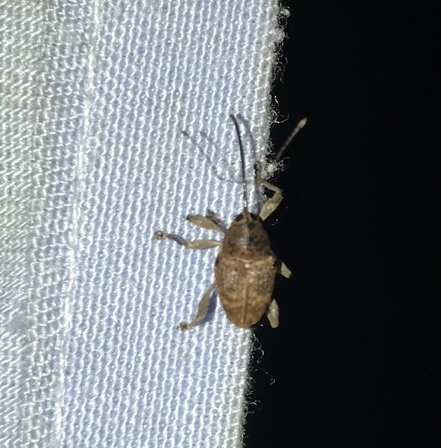 Curculio glandium - tölgymakkzsuzsóka