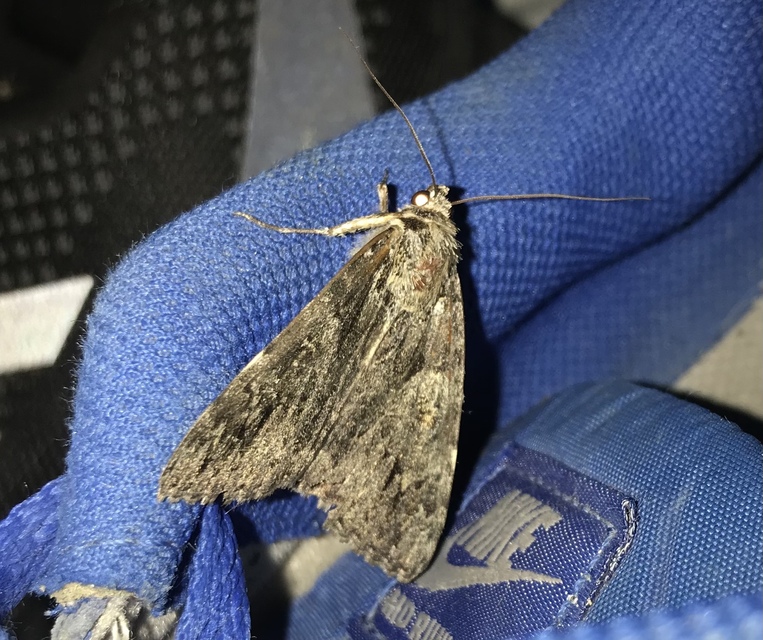 Catocala promissa - kis tölgyfa-övesbagoly