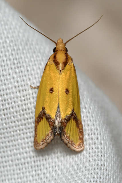 Agapeta zoegana - barnacsíkos sárgamoly