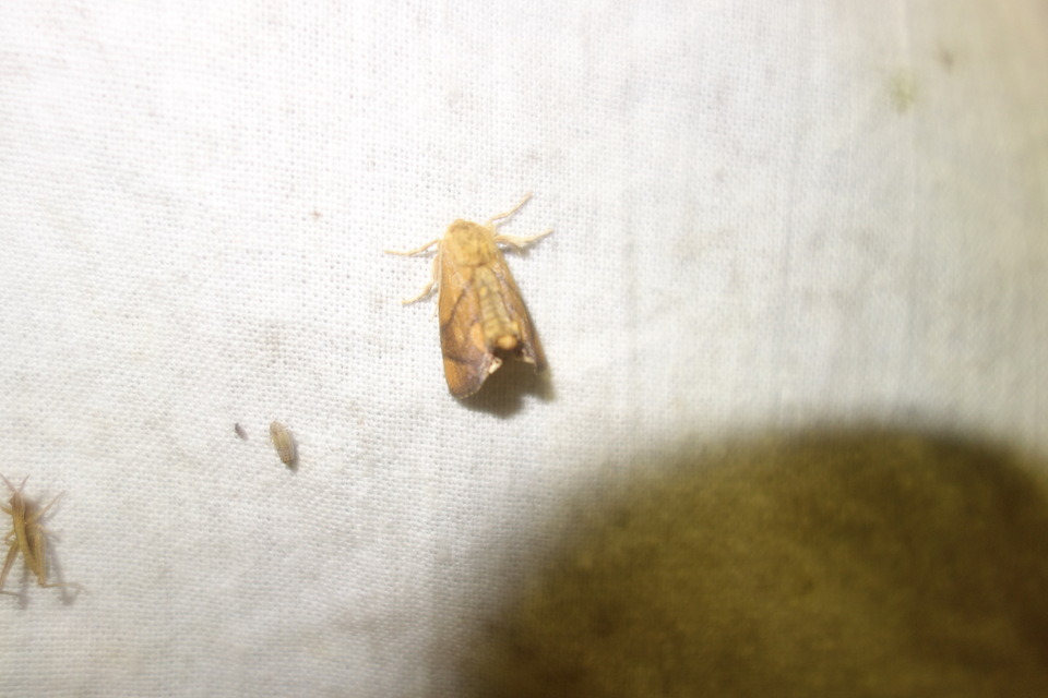 Apoda limacodes - kagylólepke