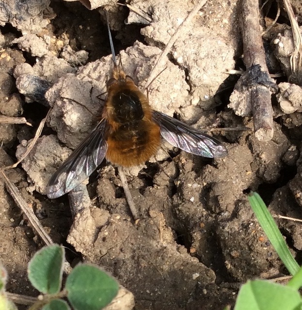 Bombylius major - szegélyes pöszörlégy