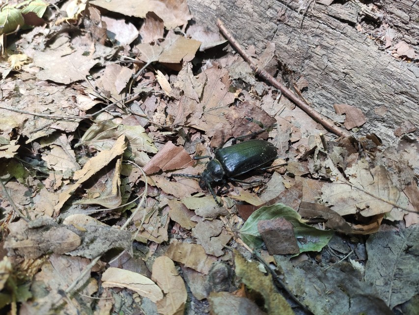 Prionus coriarius - csőszcincér