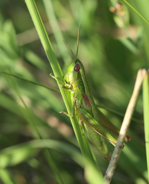 Euthystira brachyptera - smaragdzöld sáska