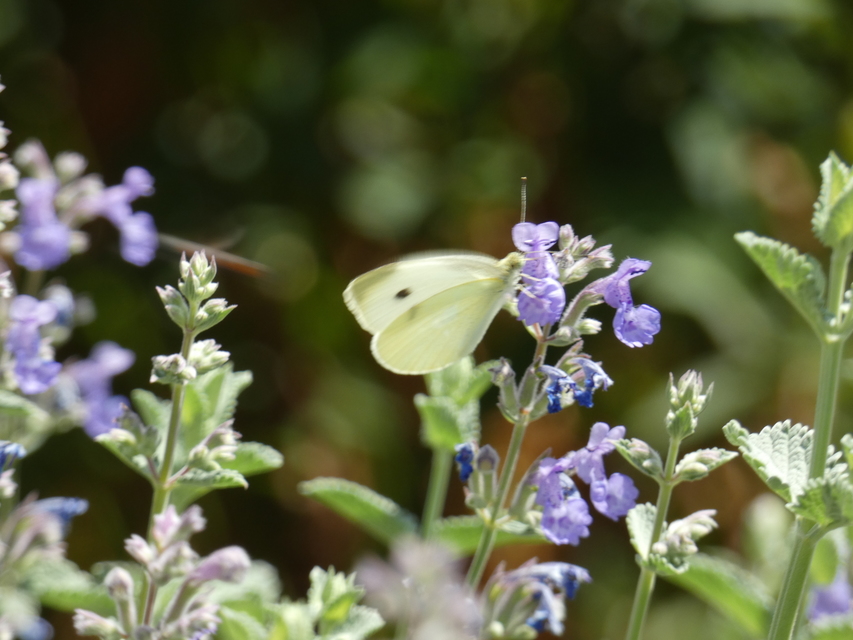 Pieris rapae - répalepke