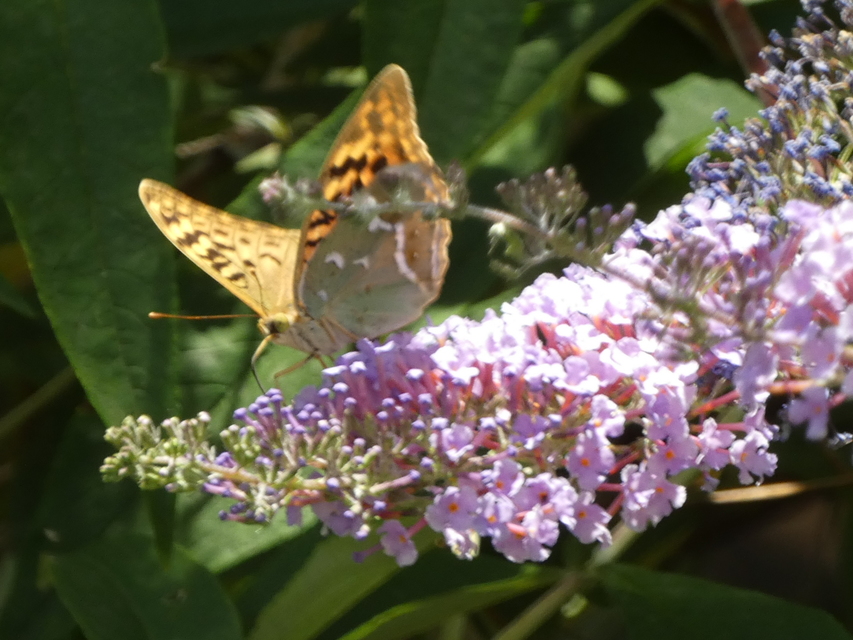 Argynnis pandora - zöldes gyöngyházlepke