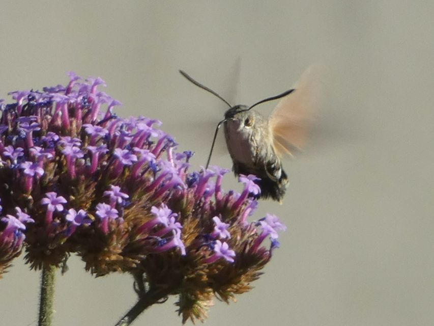 Macroglossum stellatarum - kacsafarkú szender