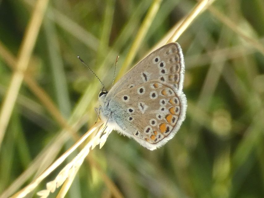 Polyommatus icarus - közönséges boglárka