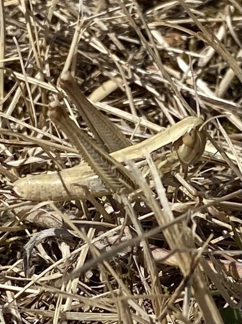 Euchorthippus declivus - rövidszárnyú rétisáska