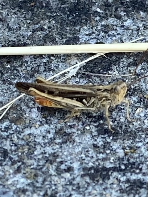 Chorthippus brunneus - közönséges tarlósáska