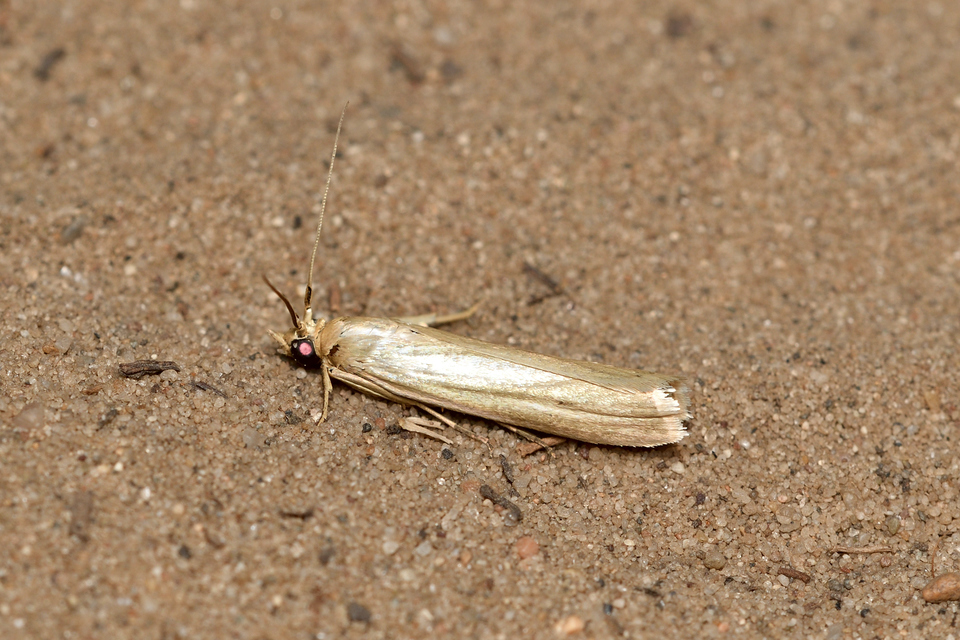 Selagia argyrella - ezüstös karcsúmoly