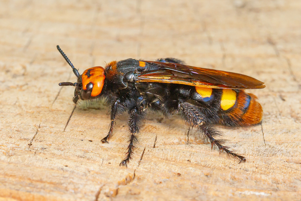 Megascolia maculata - óriás-tőrösdarázs