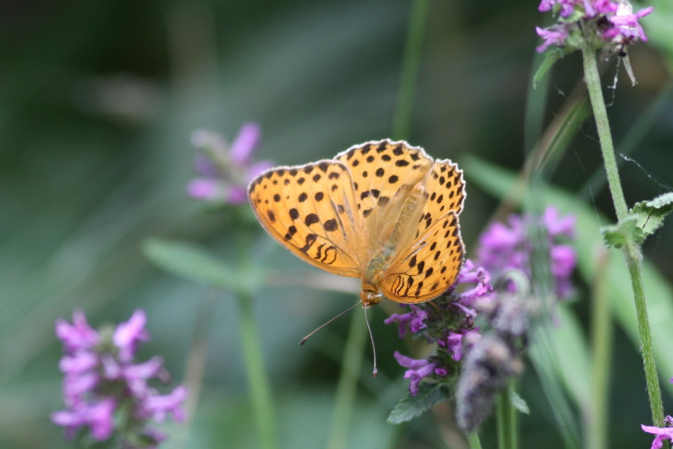 Argynnis laodice - keleti gyöngyházlepke