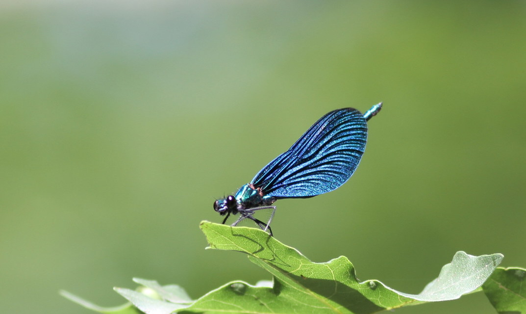 Calopteryx virgo - kisasszony-szitakötő