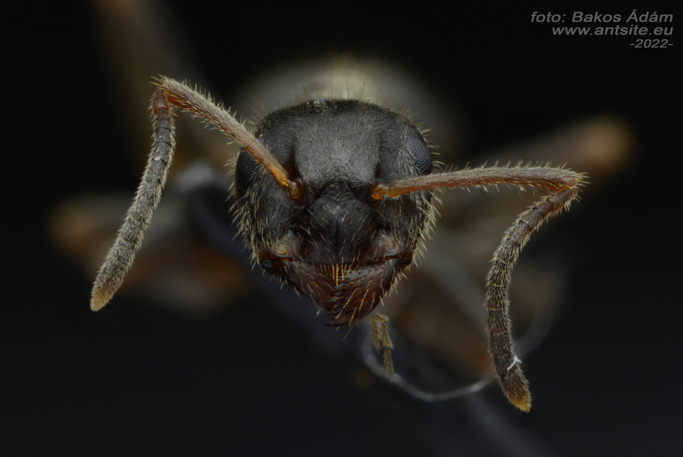 Lasius platythorax - erdei feketehangya