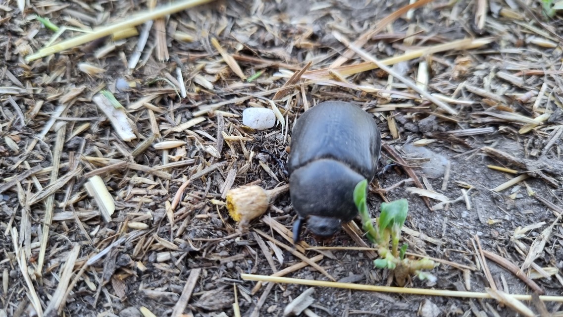 Pentodon idiota - butabogár