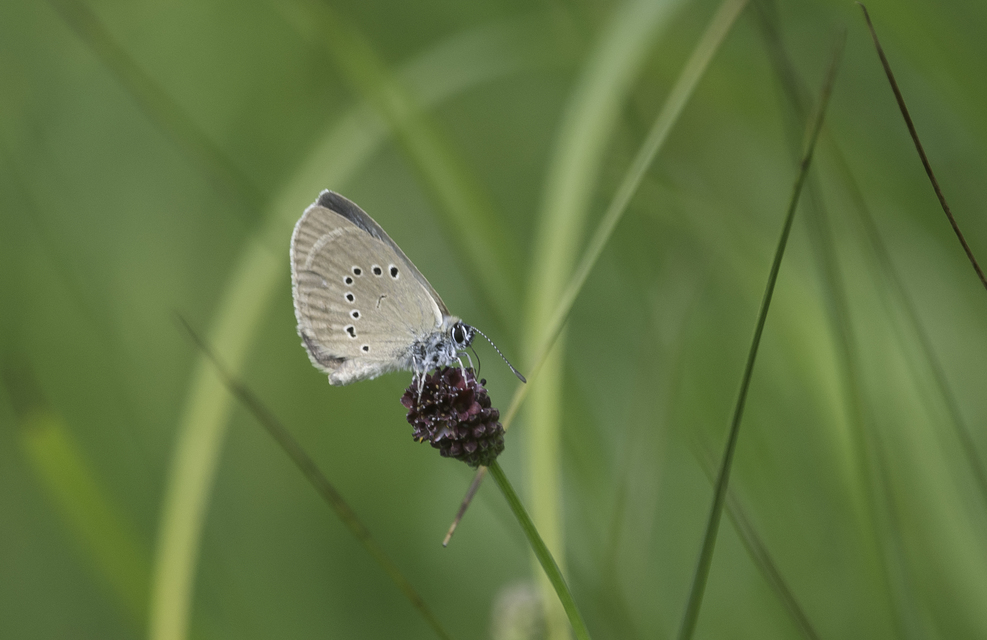 Phengaris nausithous - sötétaljú hangyaboglárka