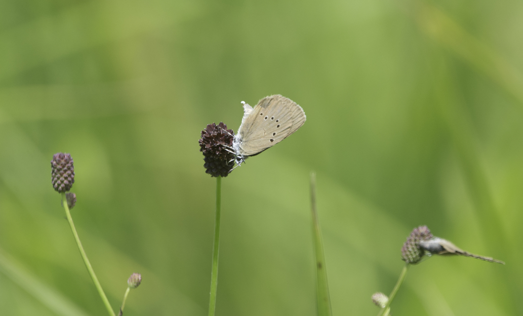 Phengaris nausithous - sötétaljú hangyaboglárka