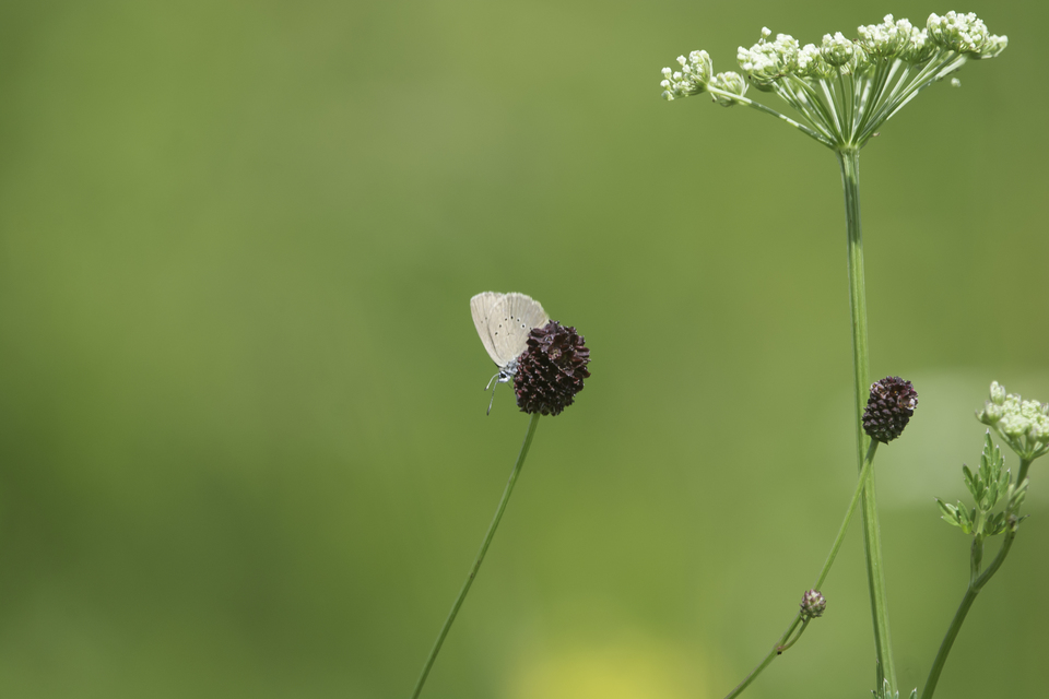 Phengaris nausithous - sötétaljú hangyaboglárka