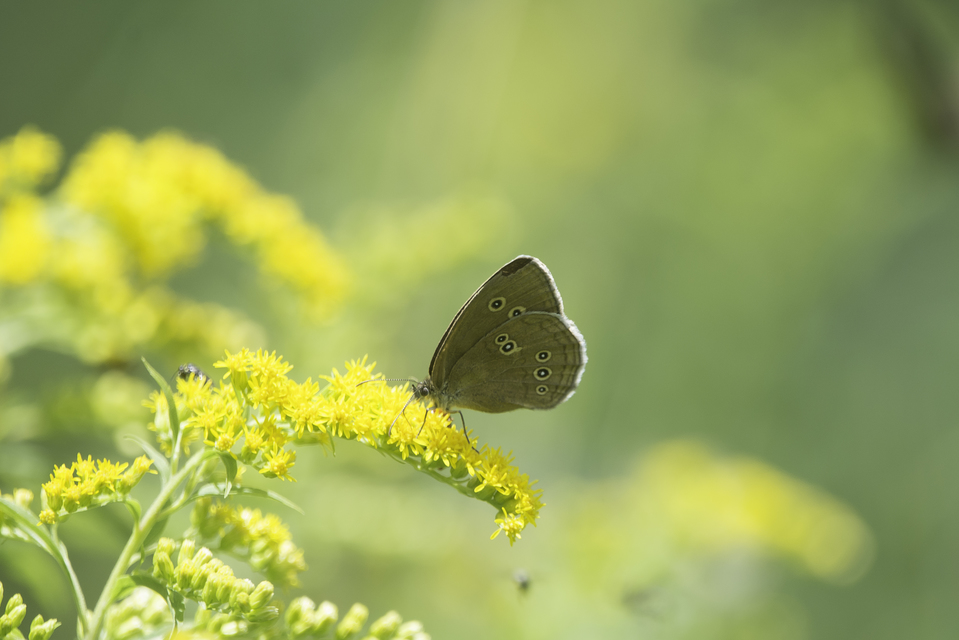 Aphantopus hyperanthus - közönséges ökörszemlepke