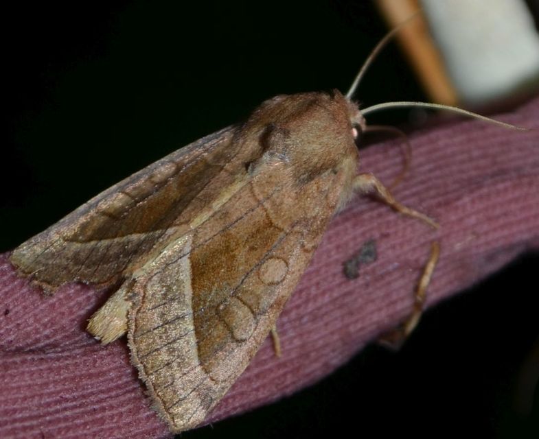 Hydraecia micacea - csillogó acsalapubagoly