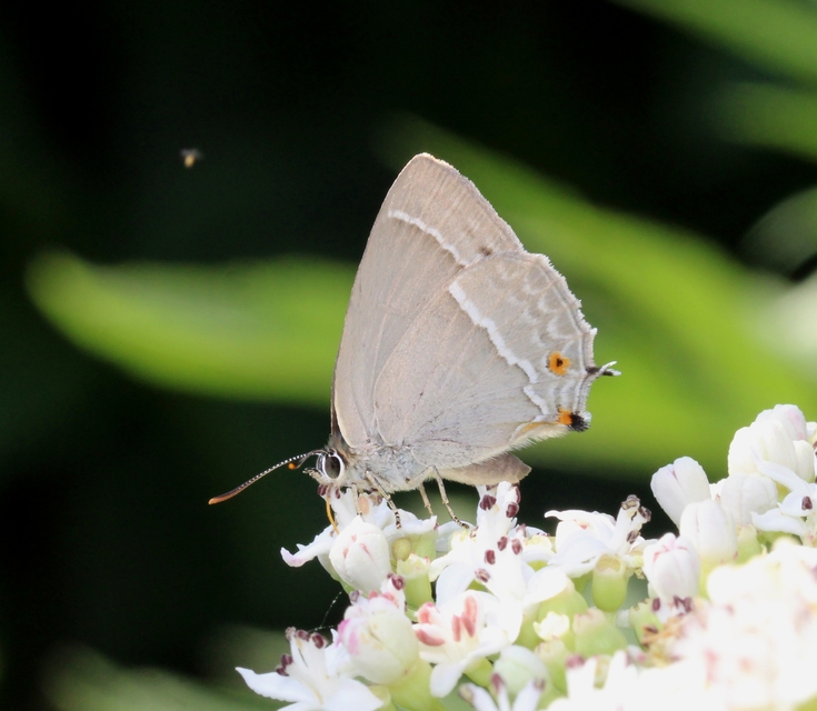 Neozephyrus quercus - tölgyfalepke