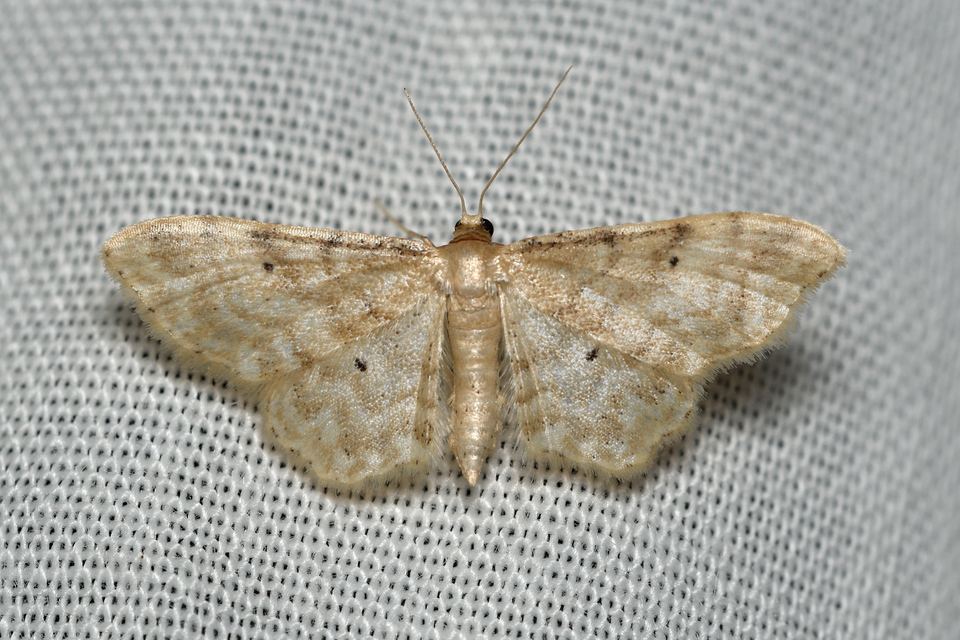 Idaea fuscovenosa - szürkeszélű apróaraszoló