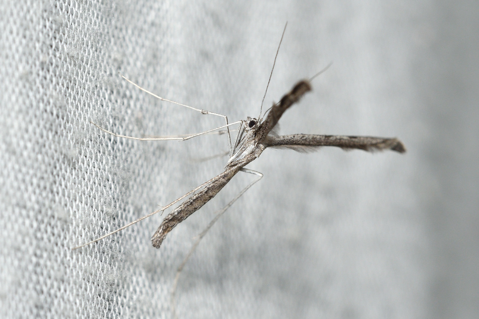 Agdistis adactyla - közönséges egytollúmoly