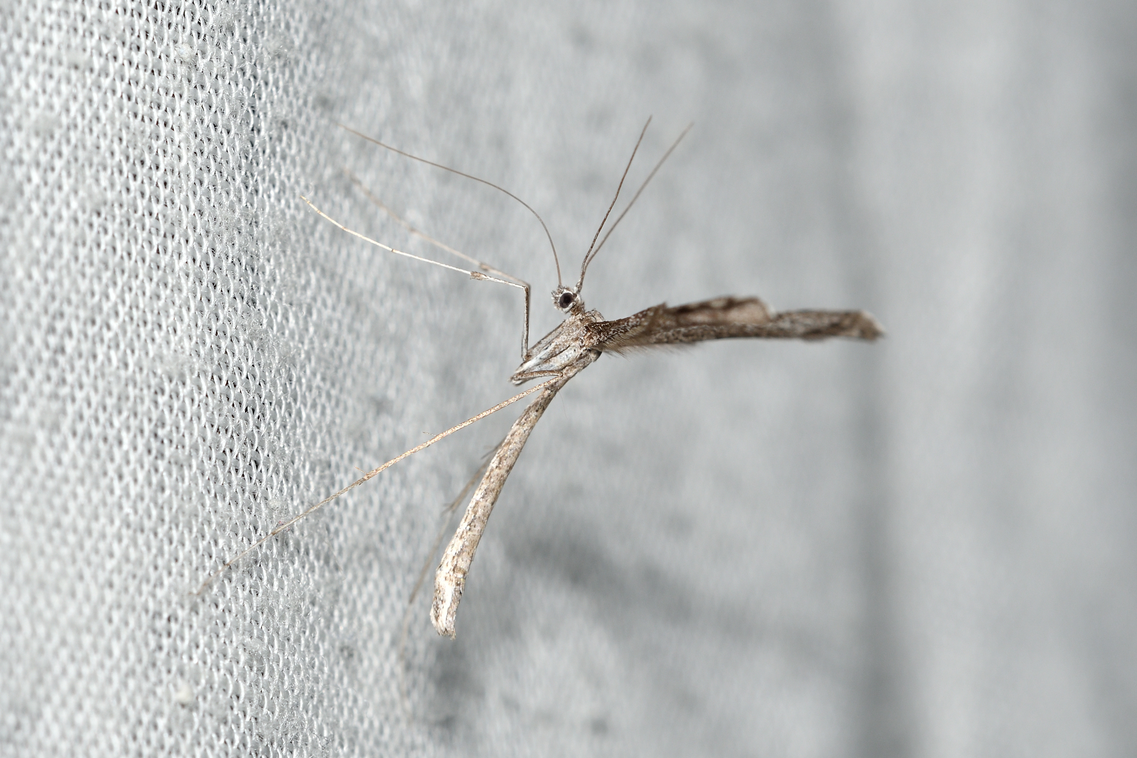 Agdistis adactyla - közönséges egytollúmoly