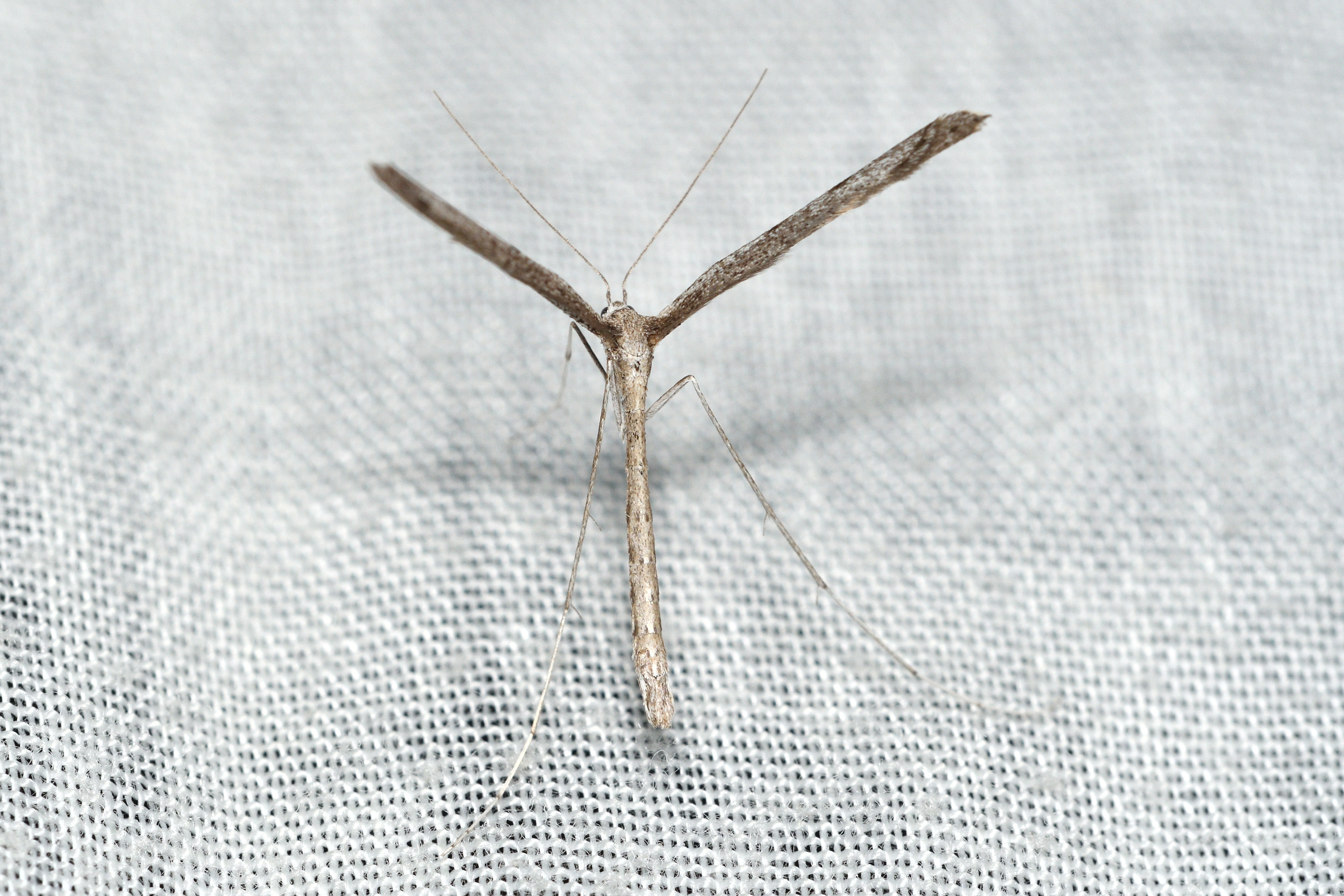 Agdistis adactyla - közönséges egytollúmoly