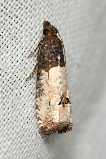 Notocelia roborana - rózsarügy-tükrösmoly