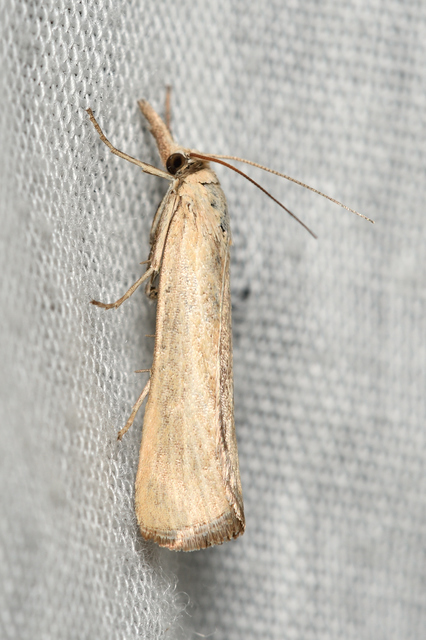 Selagia argyrella - ezüstös karcsúmoly