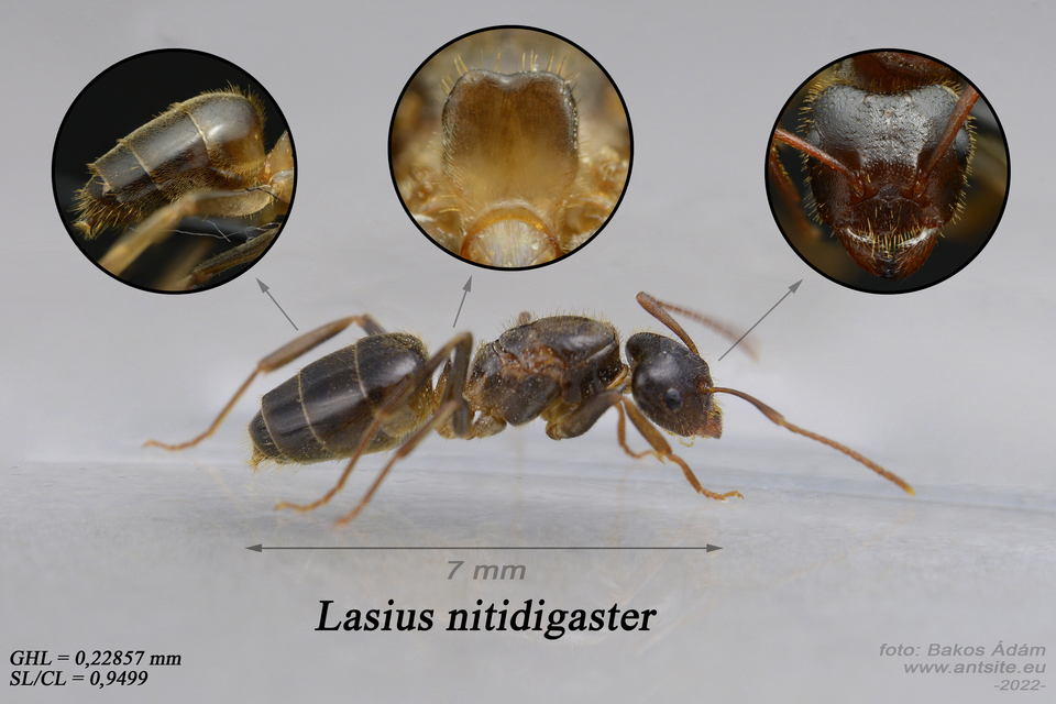 Lasius nitidigaster - bolgár borostyánhangya