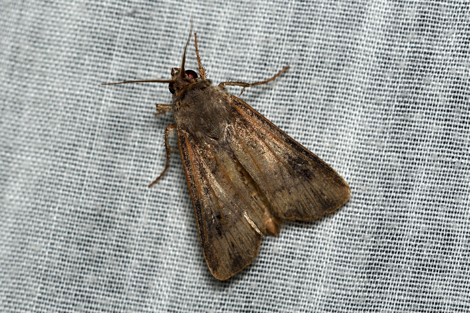 Agrotis ipsilon - nagy földibagoly