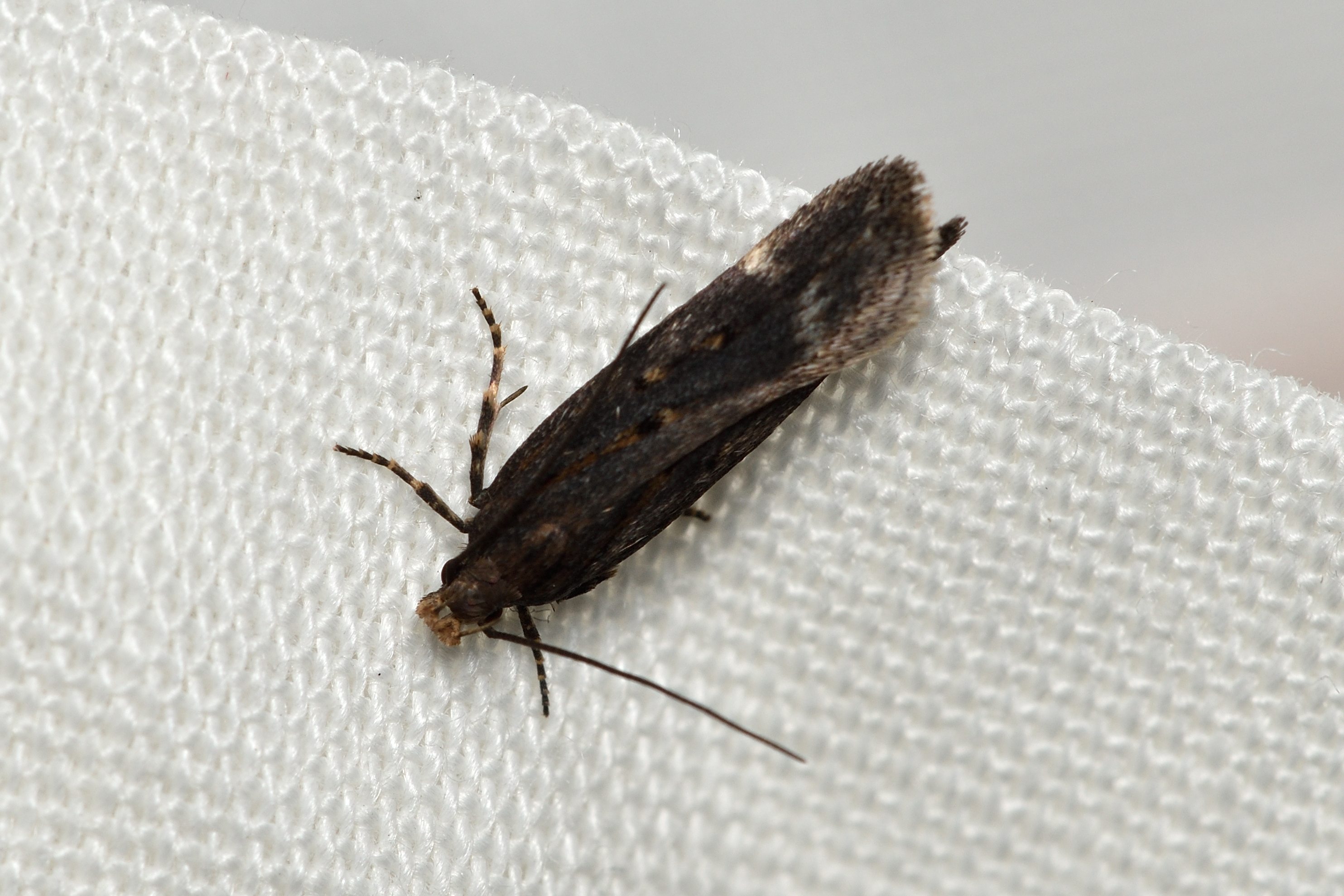 Oxypteryx atrella - orbáncfű-sarlósmoly