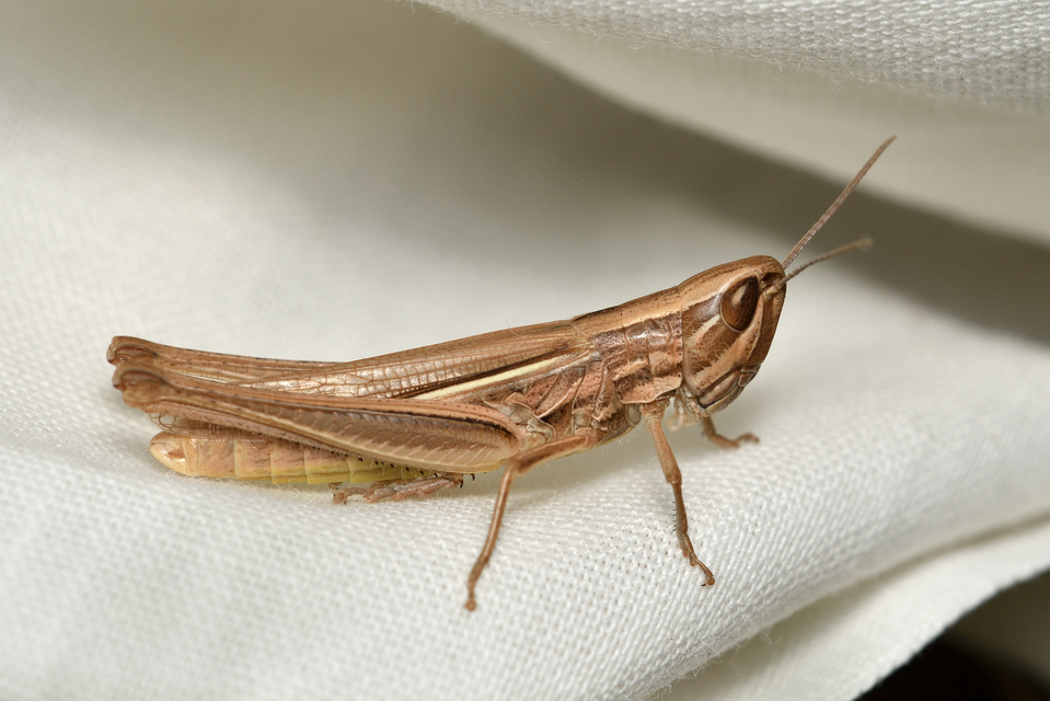 Euchorthippus