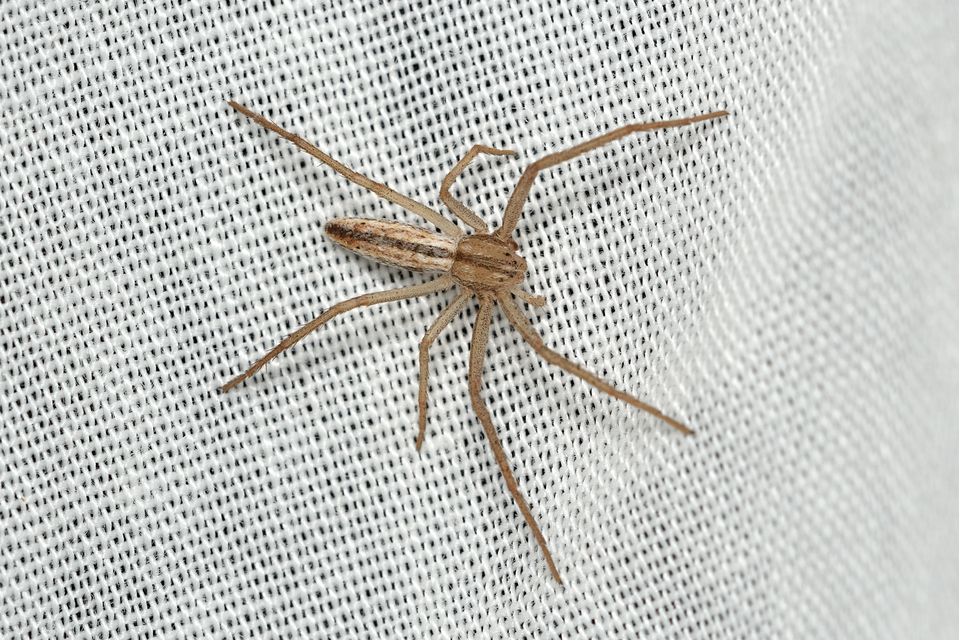 Tibellus oblongus/maritimus
