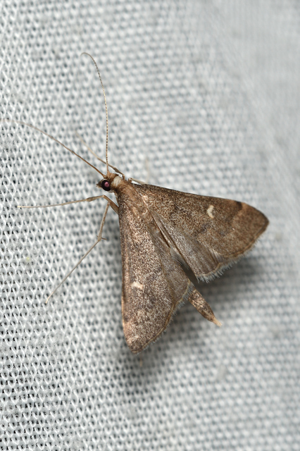 Dolicharthria punctalis - hosszúlábú tűzmoly