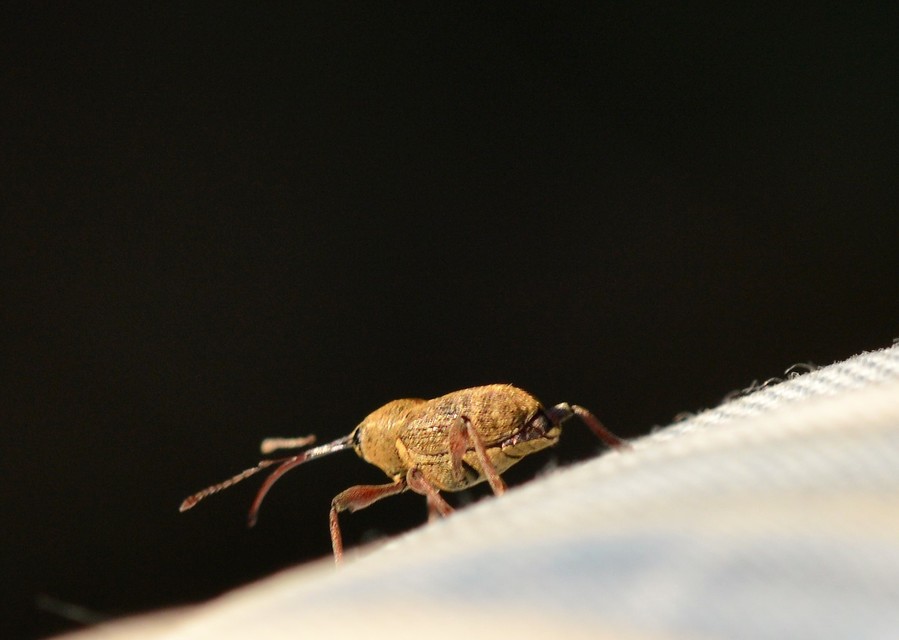 Curculio glandium - tölgymakkzsuzsóka